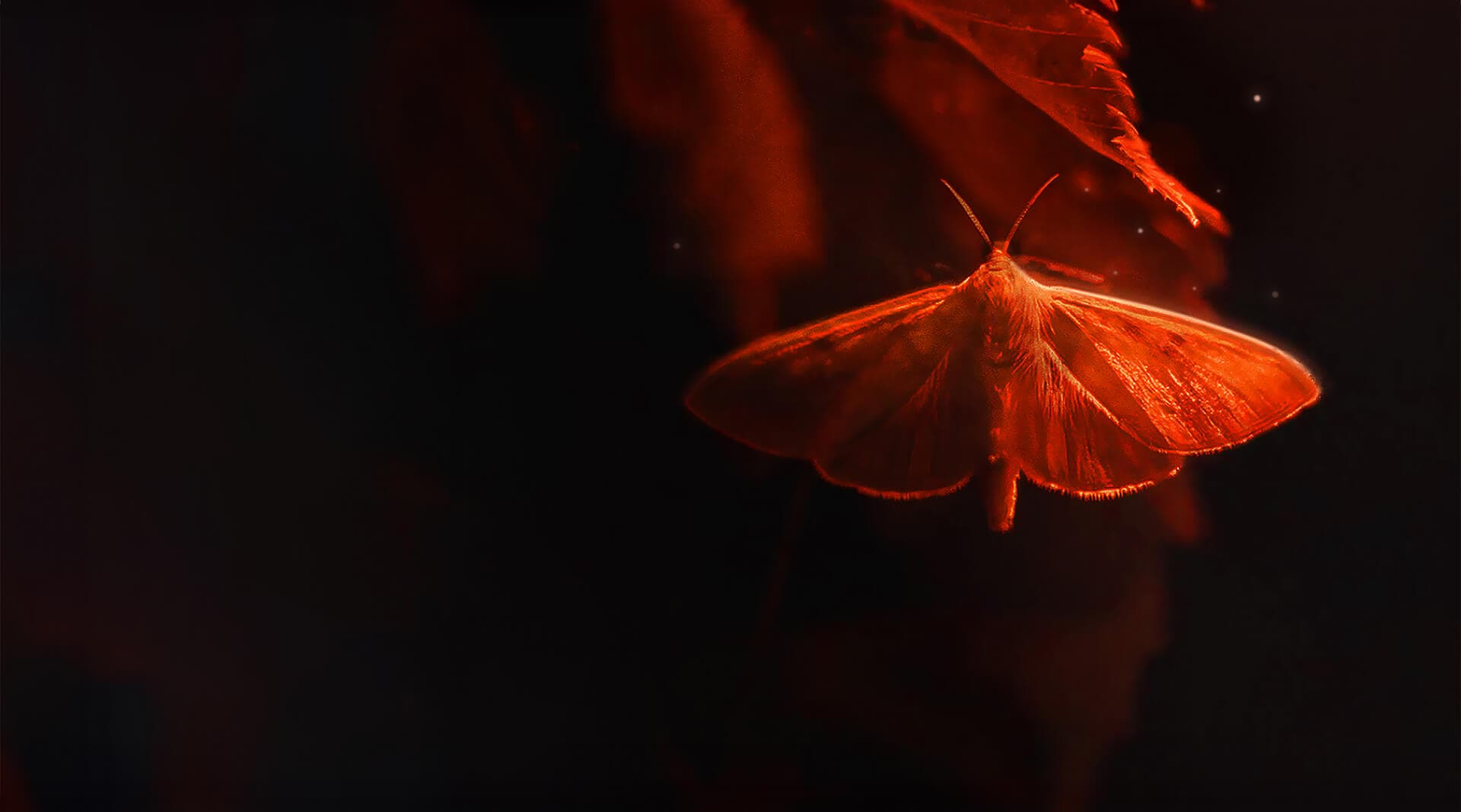 Moth on the dark background