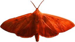 moth